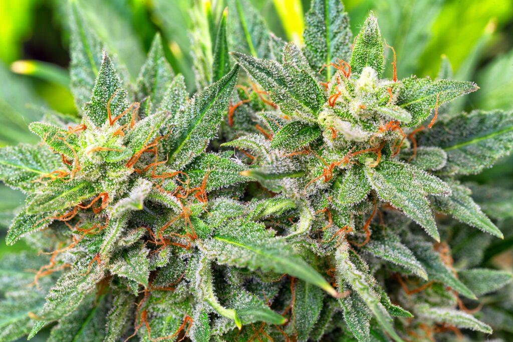 Cannabis Samen_ganjafarmer.de